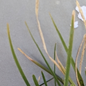 Lomandra sp. at Watson, ACT - 25 Jun 2023