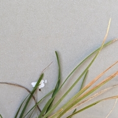 Lomandra sp. at Watson, ACT - 25 Jun 2023