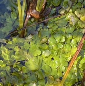 Hydrocotyle rivularis at Rendezvous Creek, ACT - 27 May 2023 11:37 AM