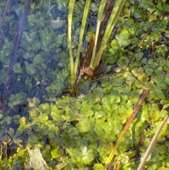 Hydrocotyle rivularis at Rendezvous Creek, ACT - 27 May 2023 11:37 AM