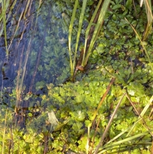 Hydrocotyle rivularis at Rendezvous Creek, ACT - 27 May 2023 11:37 AM