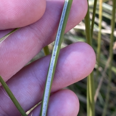 Juncus alexandri subsp. alexandri at Rendezvous Creek, ACT - 27 May 2023 by Tapirlord