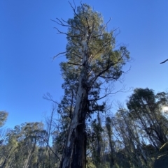 Eucalyptus dalrympleana subsp. dalrympleana (Mountain Gum) at Rendezvous Creek, ACT - 27 May 2023 by Tapirlord