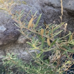 Olearia erubescens at Rendezvous Creek, ACT - 27 May 2023