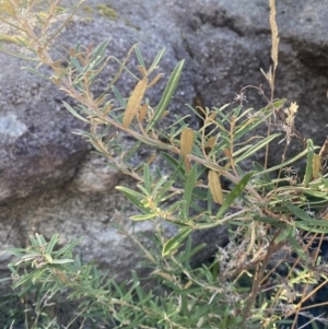 Olearia erubescens at Rendezvous Creek, ACT - 27 May 2023