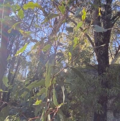 Eucalyptus pauciflora subsp. pauciflora (White Sally, Snow Gum) at Rendezvous Creek, ACT - 27 May 2023 by Tapirlord