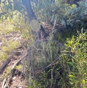 Mirbelia oxylobioides at Rendezvous Creek, ACT - 27 May 2023