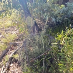 Mirbelia oxylobioides at Rendezvous Creek, ACT - 27 May 2023