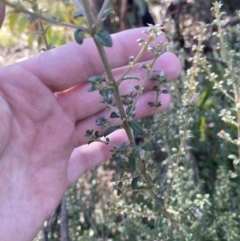 Mirbelia oxylobioides at Rendezvous Creek, ACT - 27 May 2023