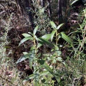 Ozothamnus stirlingii at Rendezvous Creek, ACT - 27 May 2023 11:29 AM