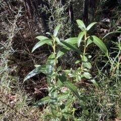 Ozothamnus stirlingii at Rendezvous Creek, ACT - 27 May 2023 11:29 AM