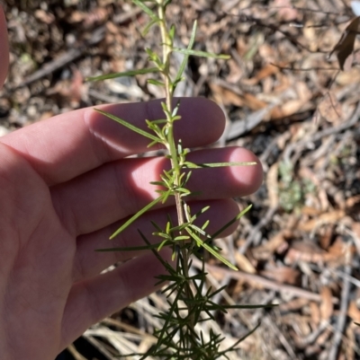 Ozothamnus thyrsoideus (Sticky Everlasting) at Namadgi National Park - 27 May 2023 by Tapirlord