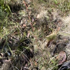 Leucopogon fletcheri subsp. brevisepalus (Twin Flower Beard-Heath) at Namadgi National Park - 27 May 2023 by Tapirlord