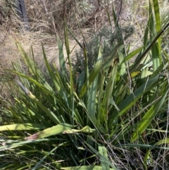 Dianella tasmanica (Tasman Flax Lily) at Rendezvous Creek, ACT - 27 May 2023 by Tapirlord