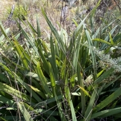 Dianella tasmanica at Rendezvous Creek, ACT - 27 May 2023 11:26 AM