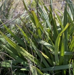 Dianella tasmanica at Rendezvous Creek, ACT - 27 May 2023 11:26 AM