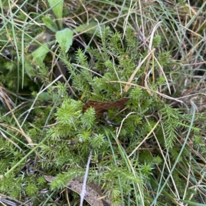 Asperula scoparia at Rendezvous Creek, ACT - 27 May 2023