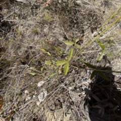 Cullen microcephalum (Dusky Scurf-pea) at Namadgi National Park - 27 May 2023 by Tapirlord