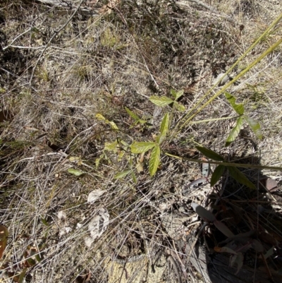 Cullen microcephalum (Dusky Scurf-pea) at Rendezvous Creek, ACT - 27 May 2023 by Tapirlord