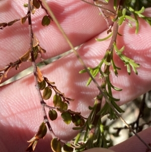 Brachyscome rigidula at Rendezvous Creek, ACT - 27 May 2023