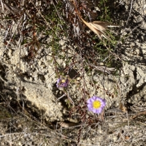 Brachyscome rigidula at Rendezvous Creek, ACT - 27 May 2023