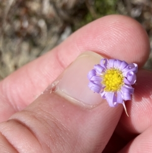 Brachyscome rigidula at Rendezvous Creek, ACT - 27 May 2023