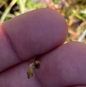 Hypericum gramineum at Rendezvous Creek, ACT - 27 May 2023