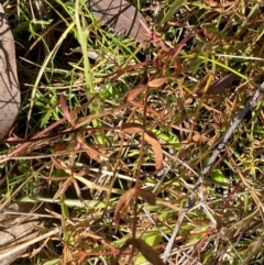 Hypericum gramineum at Rendezvous Creek, ACT - 27 May 2023 11:20 AM