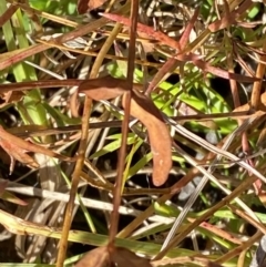 Hypericum gramineum at Rendezvous Creek, ACT - 27 May 2023