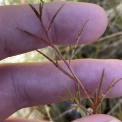 Haloragis heterophylla (Variable Raspwort) at Namadgi National Park - 27 May 2023 by Tapirlord