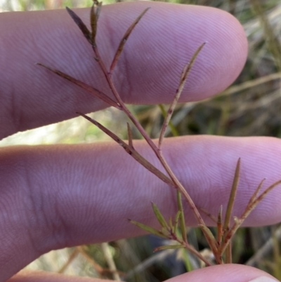 Haloragis heterophylla (Variable Raspwort) at Rendezvous Creek, ACT - 27 May 2023 by Tapirlord