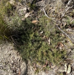 Persoonia chamaepeuce at Rendezvous Creek, ACT - 27 May 2023