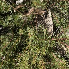 Persoonia chamaepeuce at Rendezvous Creek, ACT - 27 May 2023