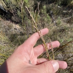 Lepidosperma laterale (Variable Sword Sedge) at Rendezvous Creek, ACT - 27 May 2023 by Tapirlord