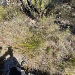 Lepidosperma laterale at Rendezvous Creek, ACT - 27 May 2023 11:17 AM