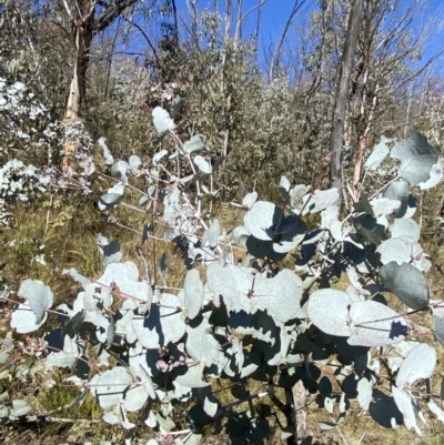 Eucalyptus rubida subsp. rubida (Candlebark) at Namadgi National Park - 27 May 2023 by Tapirlord