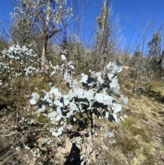 Eucalyptus rubida subsp. rubida at Namadgi National Park - 27 May 2023 11:16 AM