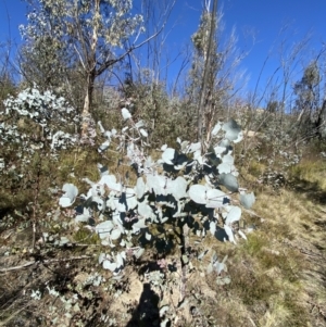 Eucalyptus rubida subsp. rubida at Namadgi National Park - 27 May 2023 11:16 AM