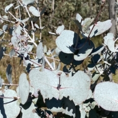 Eucalyptus rubida subsp. rubida at Namadgi National Park - 27 May 2023