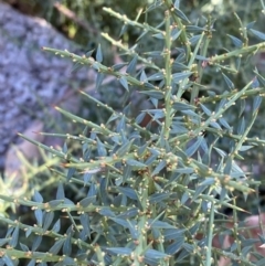 Daviesia ulicifolia subsp. ruscifolia (Broad-leaved Gorse Bitter Pea) at Rendezvous Creek, ACT - 27 May 2023 by Tapirlord