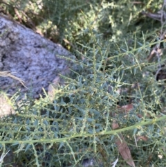 Daviesia ulicifolia subsp. ruscifolia at Rendezvous Creek, ACT - 27 May 2023 11:14 AM