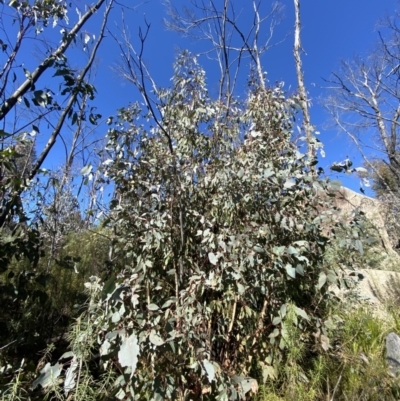 Eucalyptus dives (Broad-leaved Peppermint) at Namadgi National Park - 27 May 2023 by Tapirlord