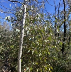 Eucalyptus dives at Rendezvous Creek, ACT - 27 May 2023