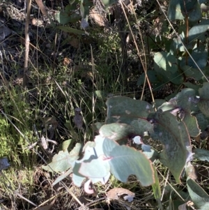 Eucalyptus dives at Rendezvous Creek, ACT - 27 May 2023