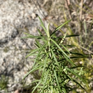 Cassinia longifolia at Rendezvous Creek, ACT - 27 May 2023 11:13 AM