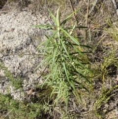 Cassinia longifolia at Rendezvous Creek, ACT - 27 May 2023 11:13 AM