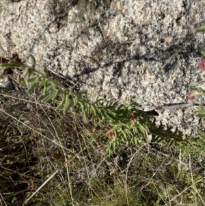 Grevillea lanigera at Rendezvous Creek, ACT - 27 May 2023 11:13 AM