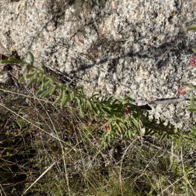 Grevillea lanigera (Woolly Grevillea) at Rendezvous Creek, ACT - 27 May 2023 by Tapirlord