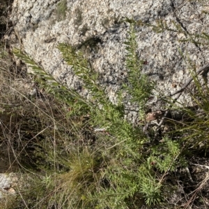 Grevillea lanigera at Rendezvous Creek, ACT - 27 May 2023 11:13 AM