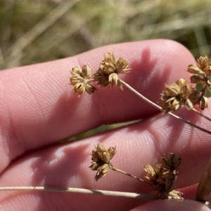 Juncus vaginatus at Rendezvous Creek, ACT - 27 May 2023 11:11 AM